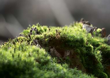 Green Moss Close-Up