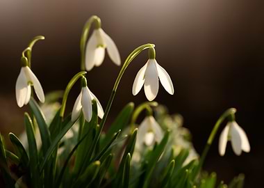 Snowdrop Flowers in Sunlight
