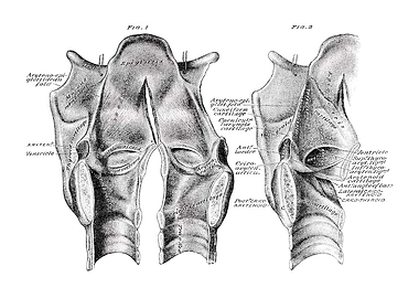Laryngeal Anatomy Illustration