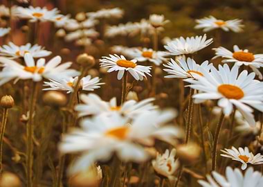 Daisy Field Close-Up