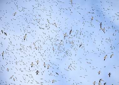 Flock of Birds in Flight