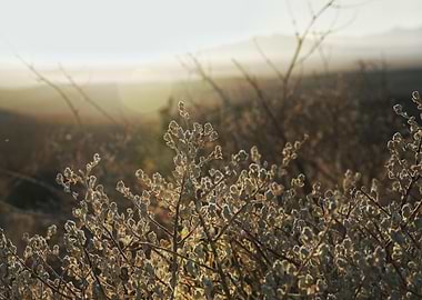 Golden Bush at Sunset
