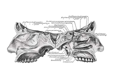 Human Nasal Cavity Anatomy