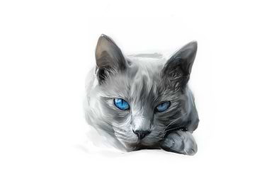 Gray Cat with Blue Eyes