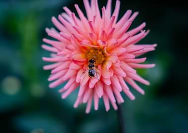 Pink Dahlia with Bee