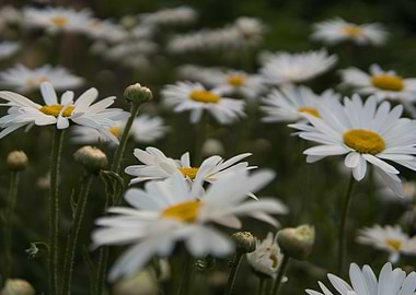 Daisy Field Close-Up