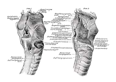 Laryngeal Anatomy Diagram