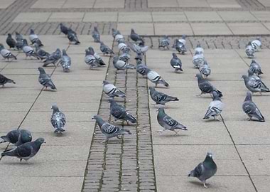 Pigeons on Pavement