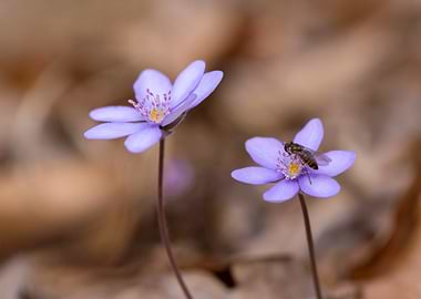 Purple Flower with Bee