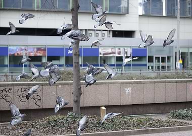 Pigeons in Flight