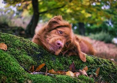 Dog Relaxing on Moss