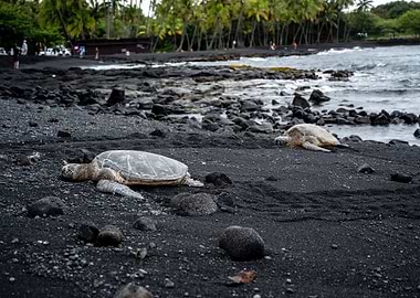 Sea Turtles on Black Sand Beach