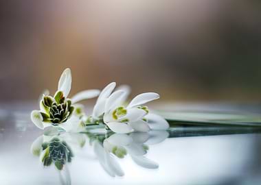 Snowdrop Flower Reflection