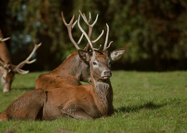 Red Deer in Meadow