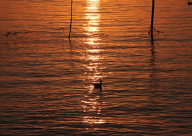 Sunrise Duck