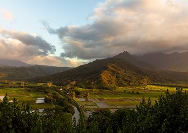Taro Fields of Hanalei Valley