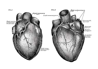Human Heart Anatomy Illustration