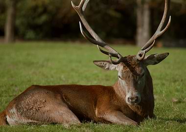 Red Deer Resting in Meadow