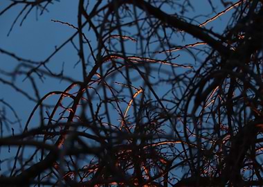 Silhouetted Branches