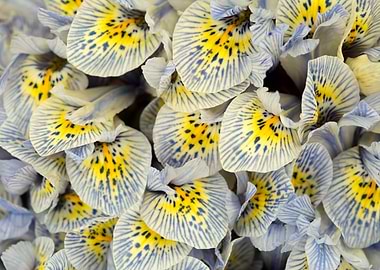 Blue and Yellow Iris Close-Up