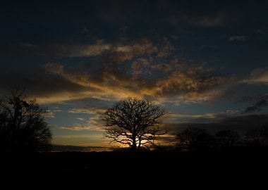 Silhouetted Tree at Sunset