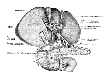 Liver and Pancreas Anatomy