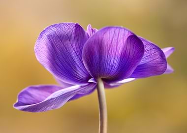 Purple Flower Close-Up