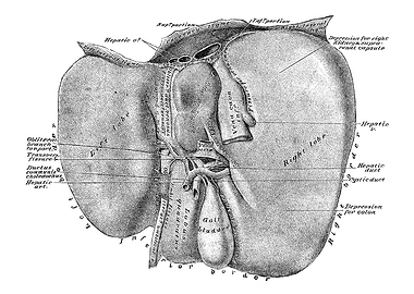 Human Liver Anatomy Diagram