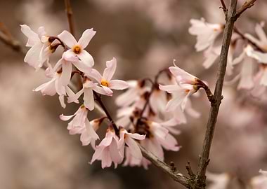 Delicate Pink Flowers