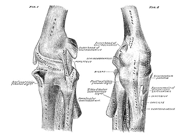 Knee Joint Anatomy Diagram