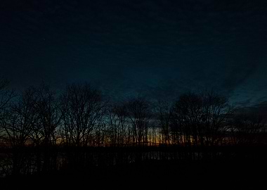 Silhouetted Trees at Dusk