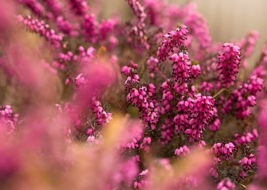 Pink Heather Blooms