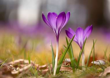Purple Crocuses in Bloom