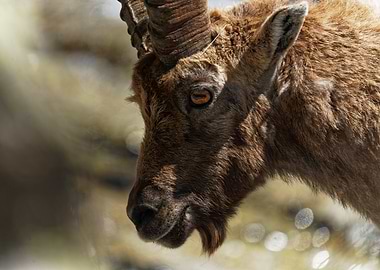 Alpine Ibex Portrait