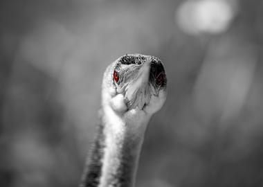 Anhinga Bird Monochrome Close Up with Red Eyes