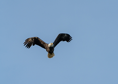 Bald Eagle in Flight