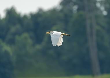 White Bird in Flight