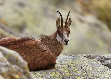 Mountain Goat Portrait