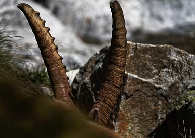 Mountain Goat Horns