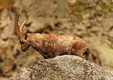 Alpine Ibex on Rock