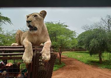 Lioness on Safari Vehicle
