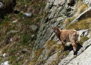 Mountain Goat on Rocky Cliff