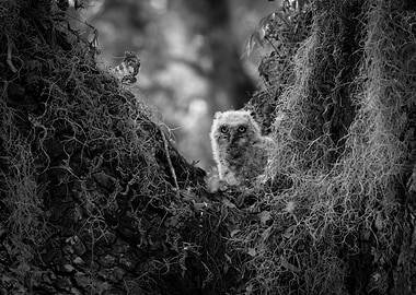 Baby Owl in Tree Black And White