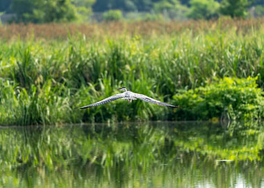 Grey Heron in Flight