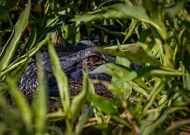 Alligator in the Reeds