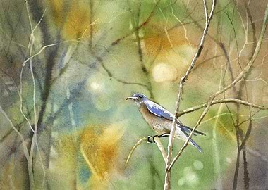 Bluebird on Branch