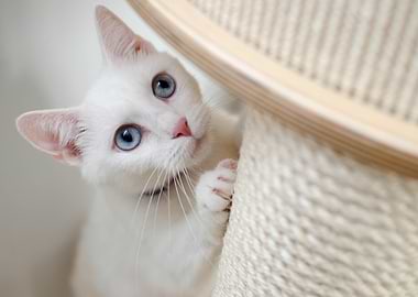 White Kitten on Scratching Post