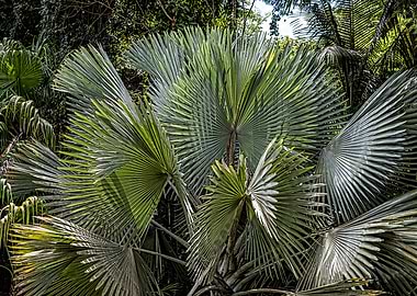 Fan Palm Tree Leaves Patterns