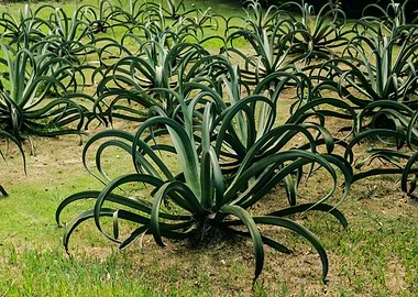 Cylindrical Snake Plant or African Spear Plant