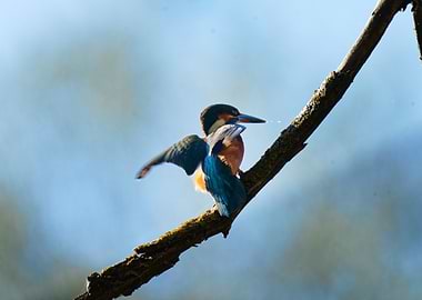Kingfisher on Branch